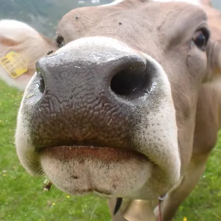 Maurice * Гальтюр