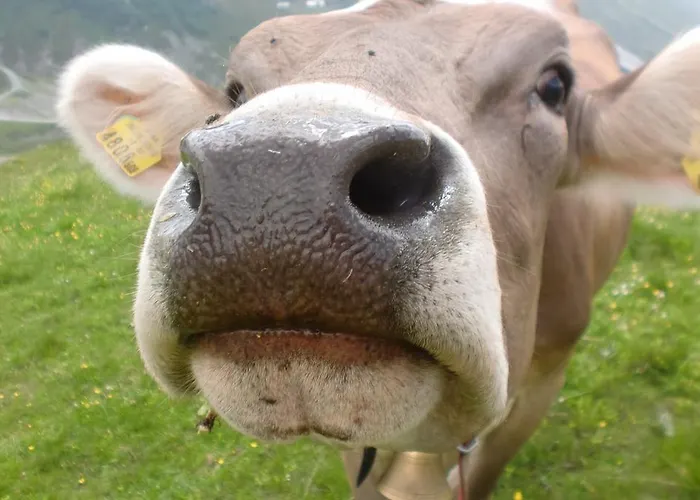 Apart Maurice * Galtuer